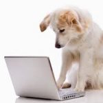 Online Dog Training