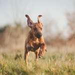 Perfect Puppy Program - Friday 14th Feb 25  - 6.30pm - Forest Hall