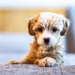 Gold Puppy Package - A personalised one to one service.